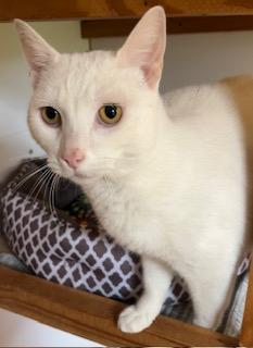 Ghost, a Adoptable mixed breed in Bow, WA image 3/4