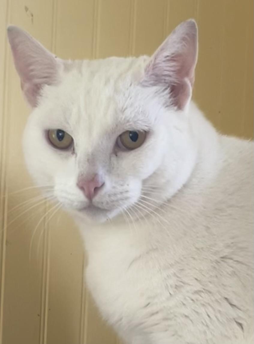 Ghost, a Adoptable mixed breed in Bow, WA image 4/4