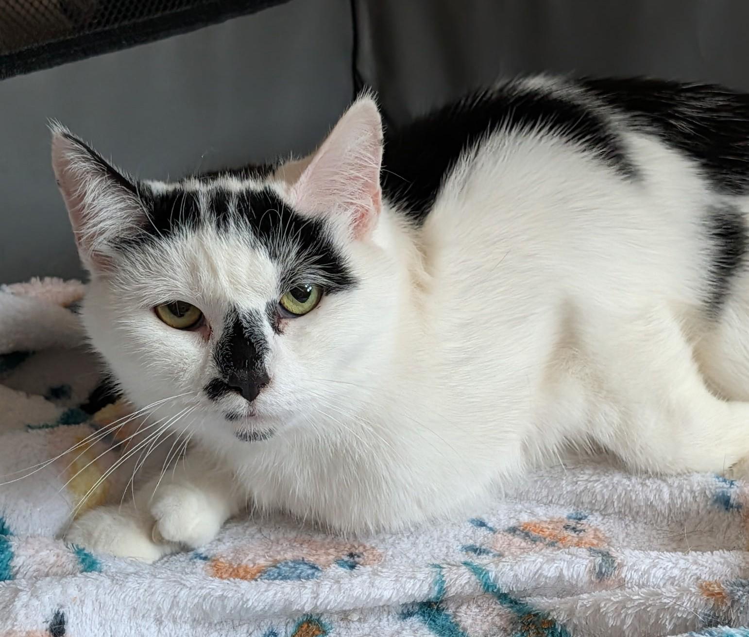 Spidey, adopted, Adult Female Domestic Short Hair.