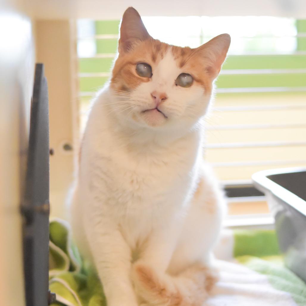 Gilligan, Adoptable, Senior Male Domestic Short Hair.