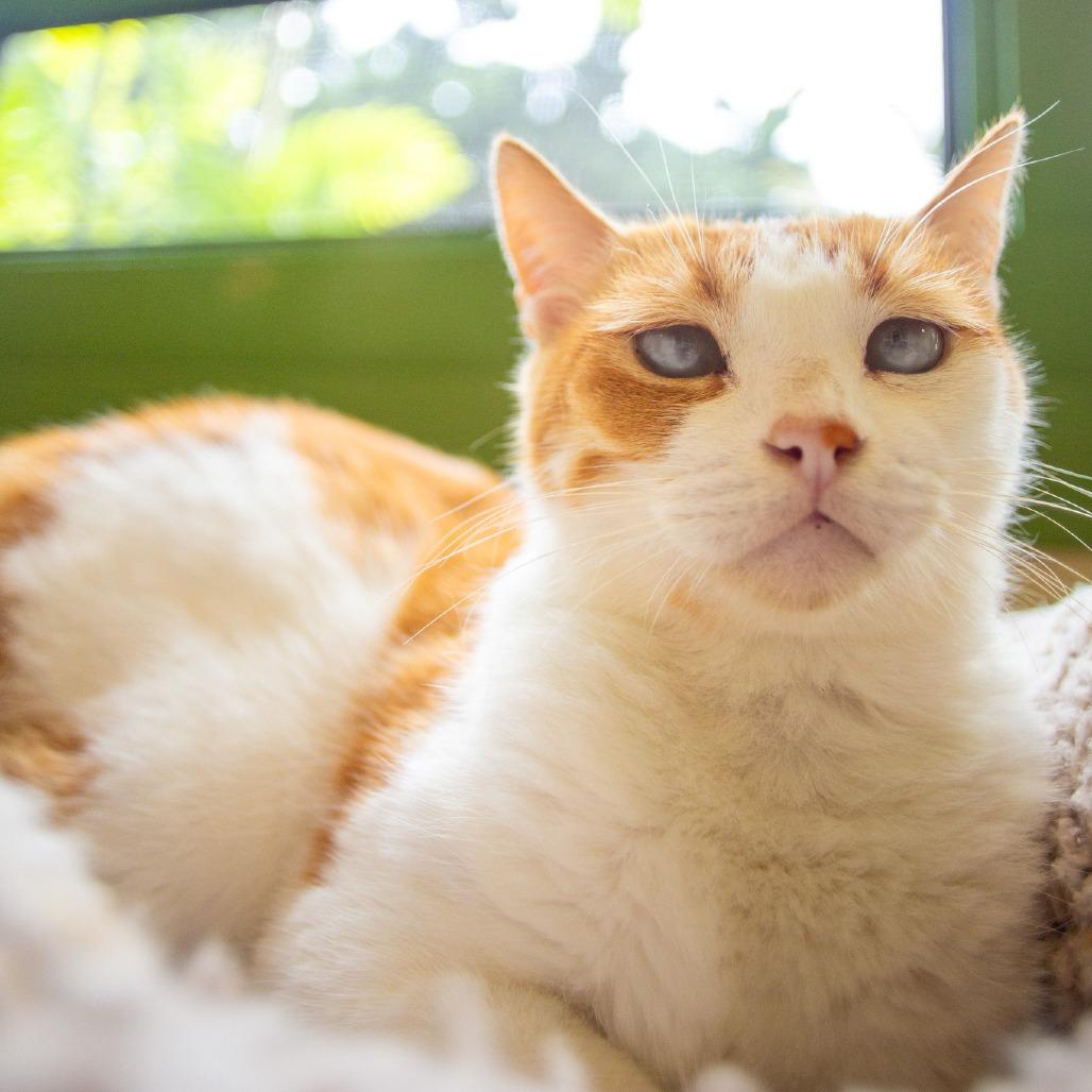 Enlarge Gilligan, a Adoptable Domestic Short Hair in Kailua Kona, HI image 2/6