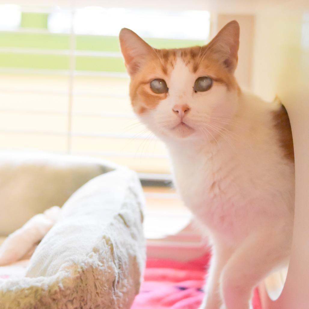 Enlarge Gilligan, a Adoptable Domestic Short Hair in Kailua Kona, HI image 3/6
