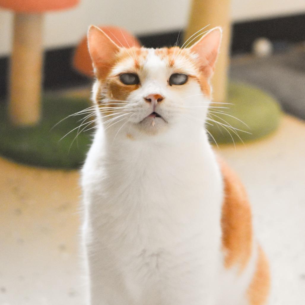Enlarge Gilligan, a Adoptable Domestic Short Hair in Kailua Kona, HI image 4/6