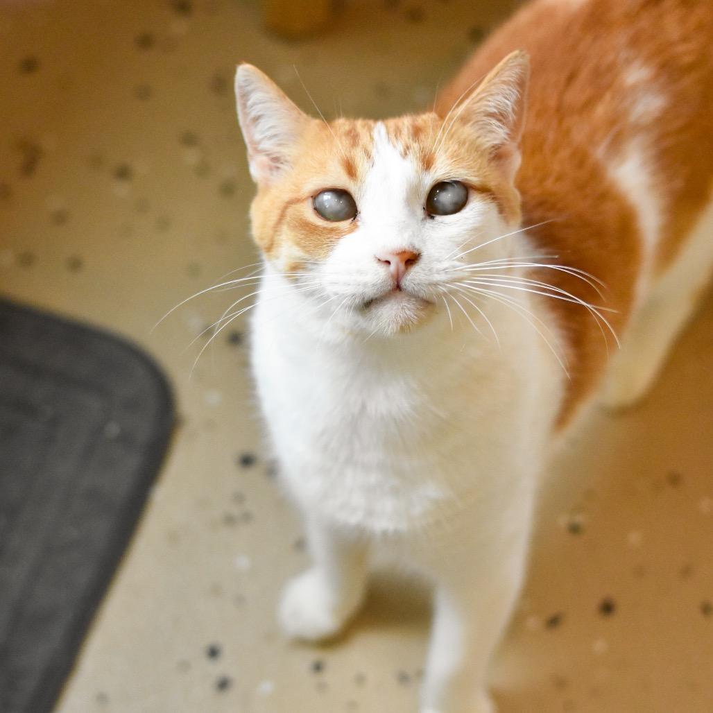 Enlarge Gilligan, a Adoptable Domestic Short Hair in Kailua Kona, HI image 5/6