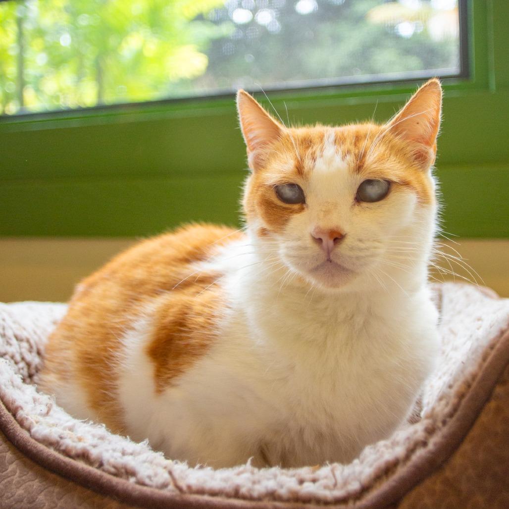 Enlarge Gilligan, a Adoptable Domestic Short Hair in Kailua Kona, HI image 6/6