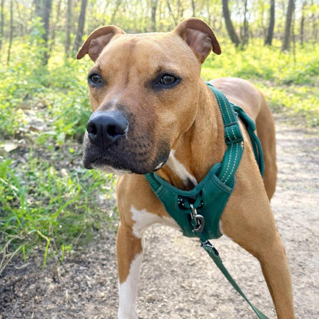 Enlarge Simba, a Adoptable Mixed Breed in O'Fallon, MO image 1/6