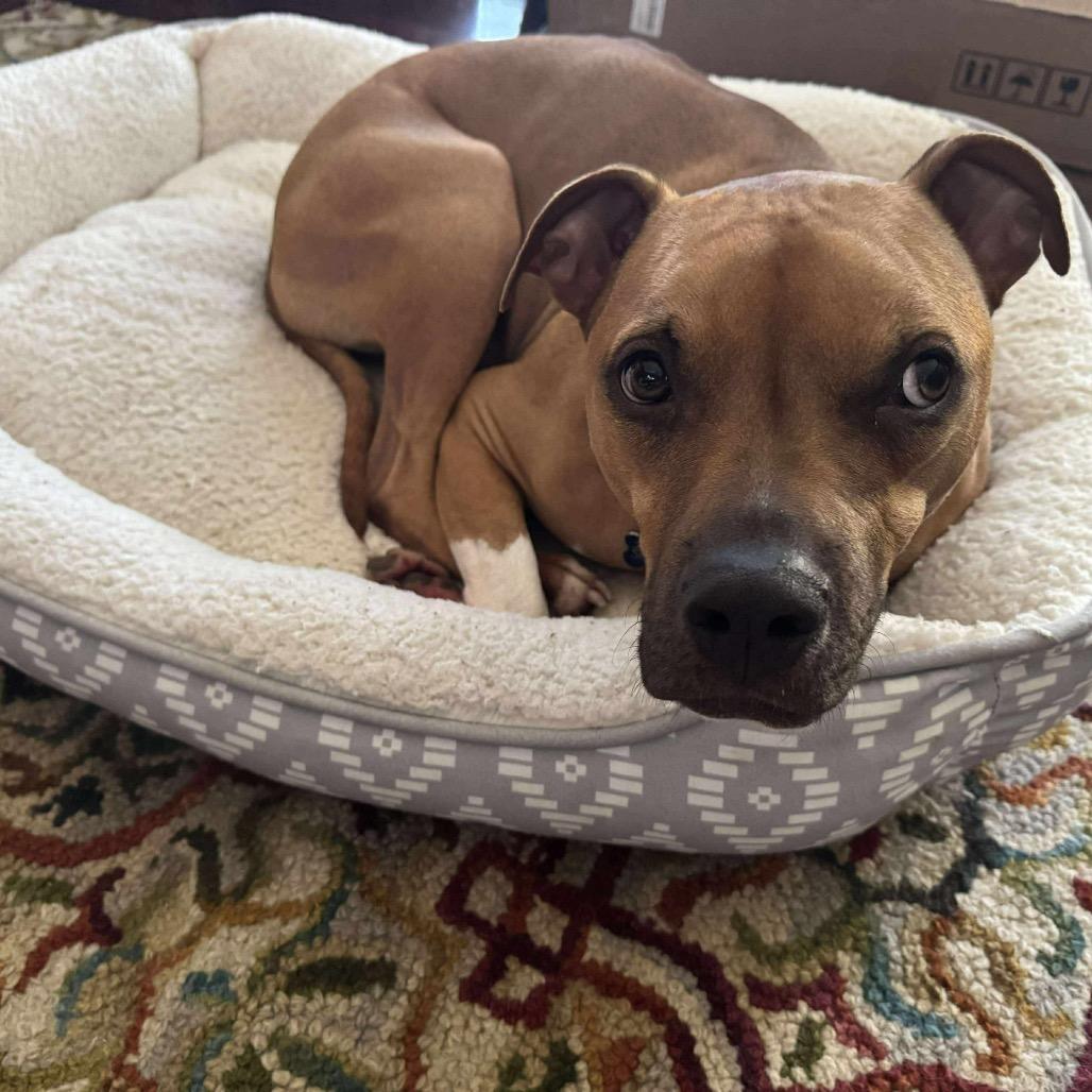 Simba, Adoptable, Adult Male Mixed Breed.