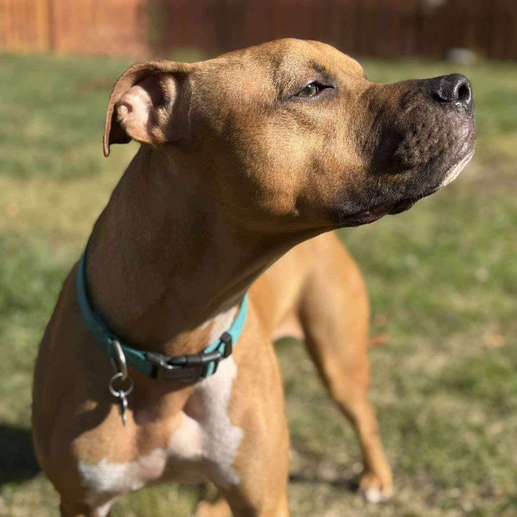 Enlarge Simba, a Adoptable Mixed Breed in O'Fallon, MO image 2/6