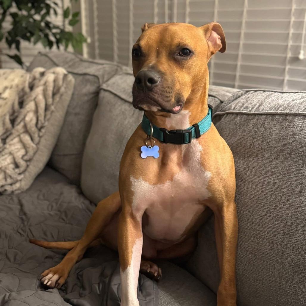 Enlarge Simba, a Adoptable Mixed Breed in O'Fallon, MO image 3/6