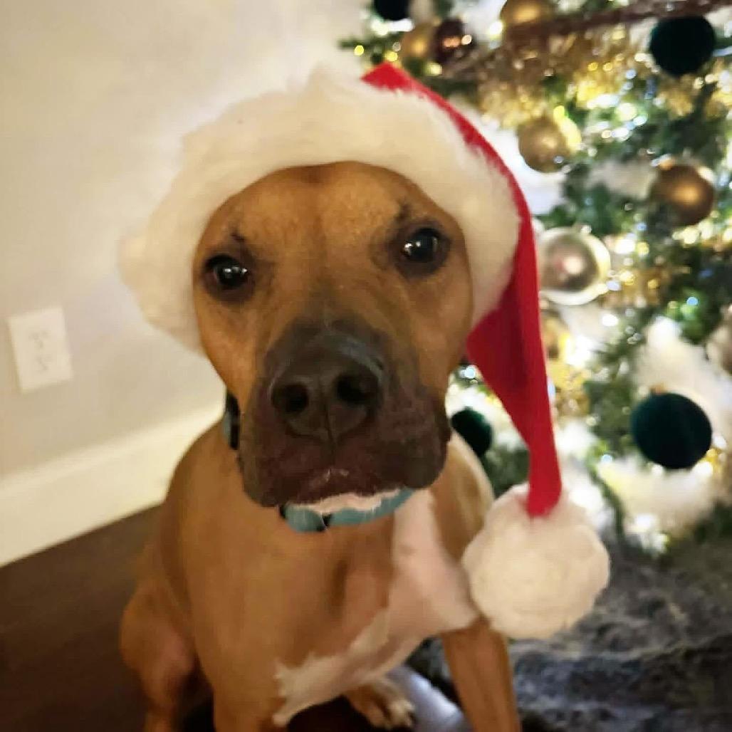 Enlarge Simba, a Adoptable Mixed Breed in O'Fallon, MO image 4/6