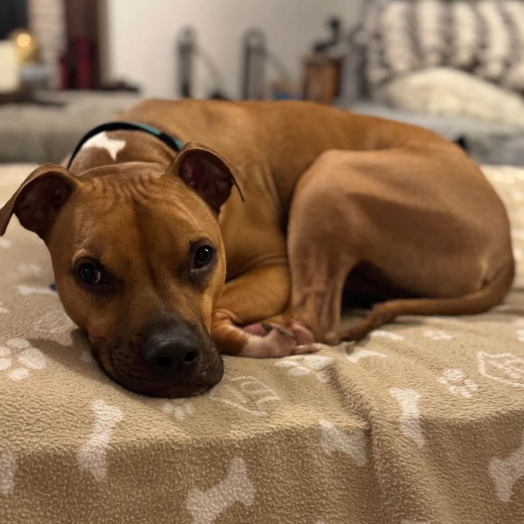 Enlarge Simba, a Adoptable Mixed Breed in O'Fallon, MO image 4/6