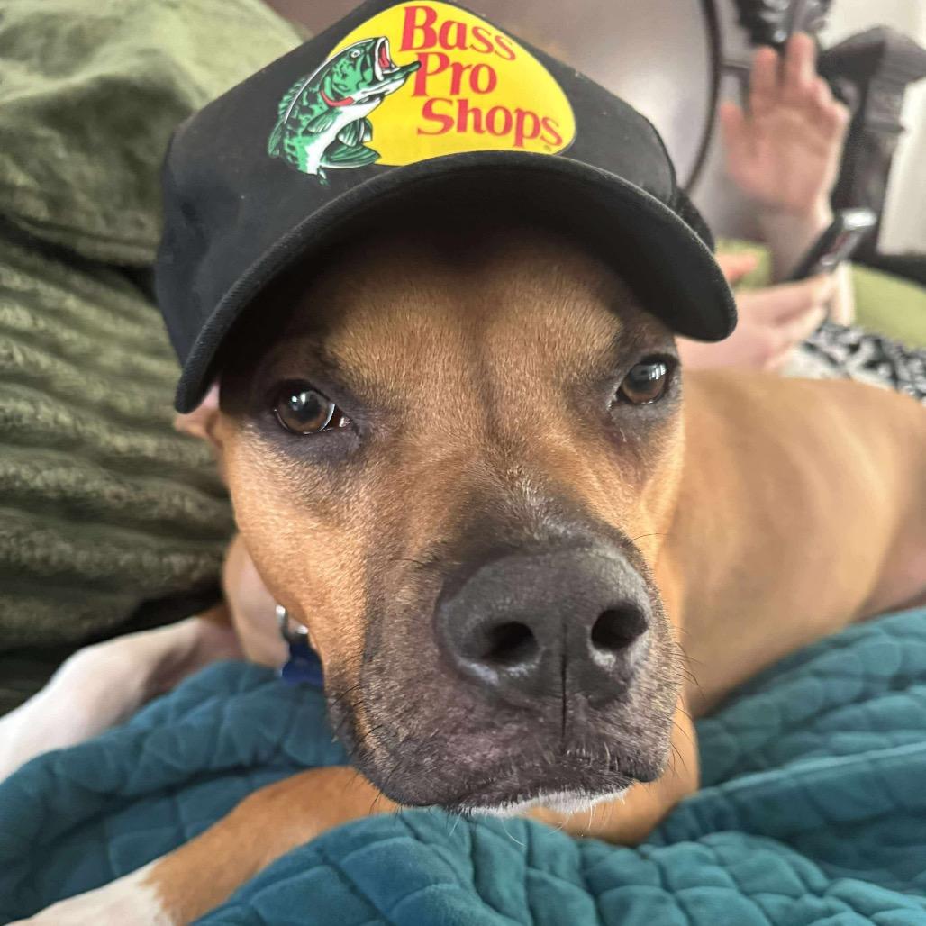 Enlarge Simba, a Adoptable Mixed Breed in O'Fallon, MO image 5/6