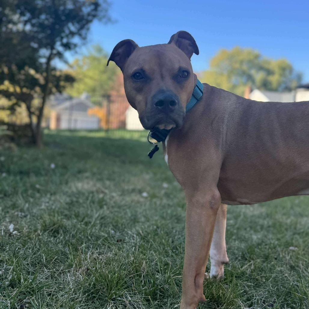 Enlarge Simba, a Adoptable Mixed Breed in O'Fallon, MO image 6/6