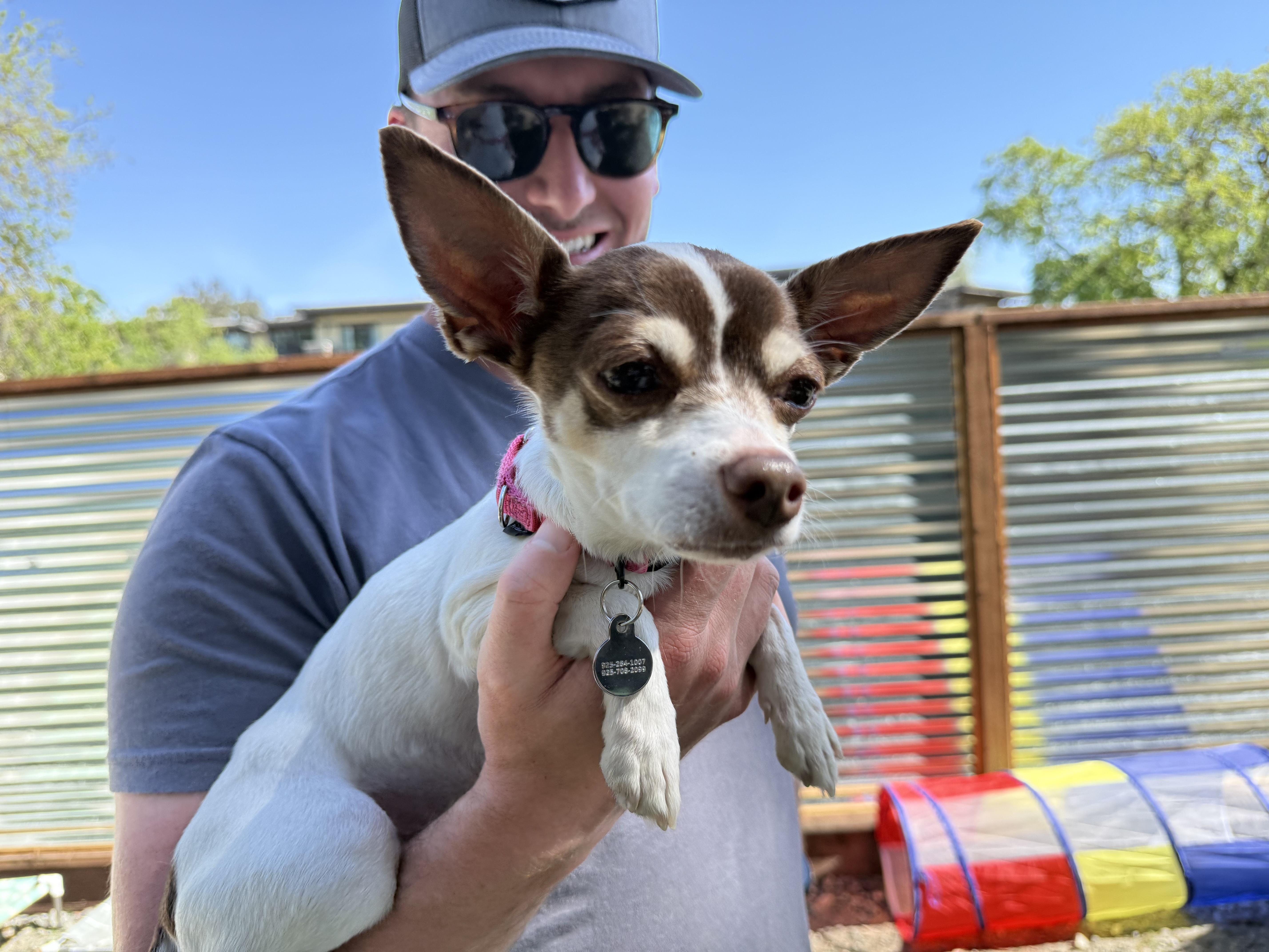 Enlarge Lucy, a ADOPTABLE mixed breed in Walnut Creek, CA image 4/4