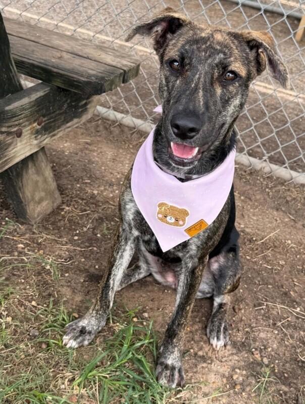 Enlarge Melody, a Adoptable Plott Hound in Elizabeth, CO image 2/3