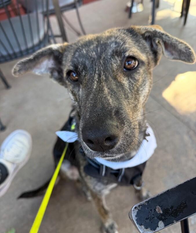Enlarge Melody, a Adoptable Plott Hound in Elizabeth, CO image 3/3