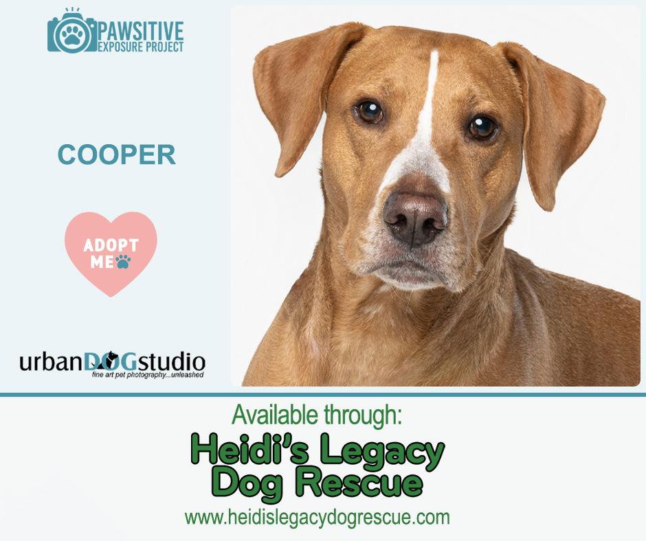 Cooper - M, Adoptable, Adult Male Vizsla & Labrador Retriever.
