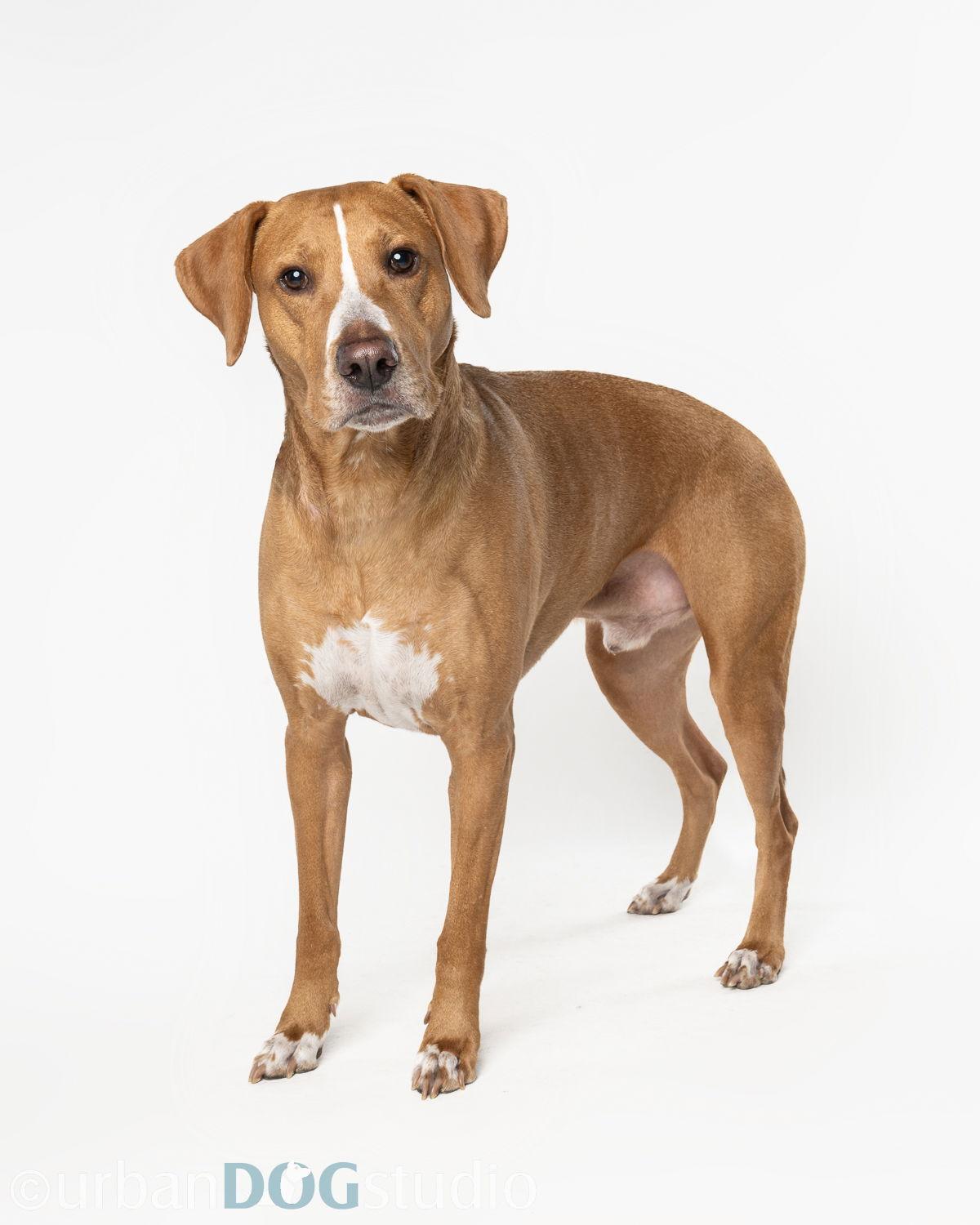 Cooper - M, a Adoptable mixed breed in Tampa, FL image 3/3