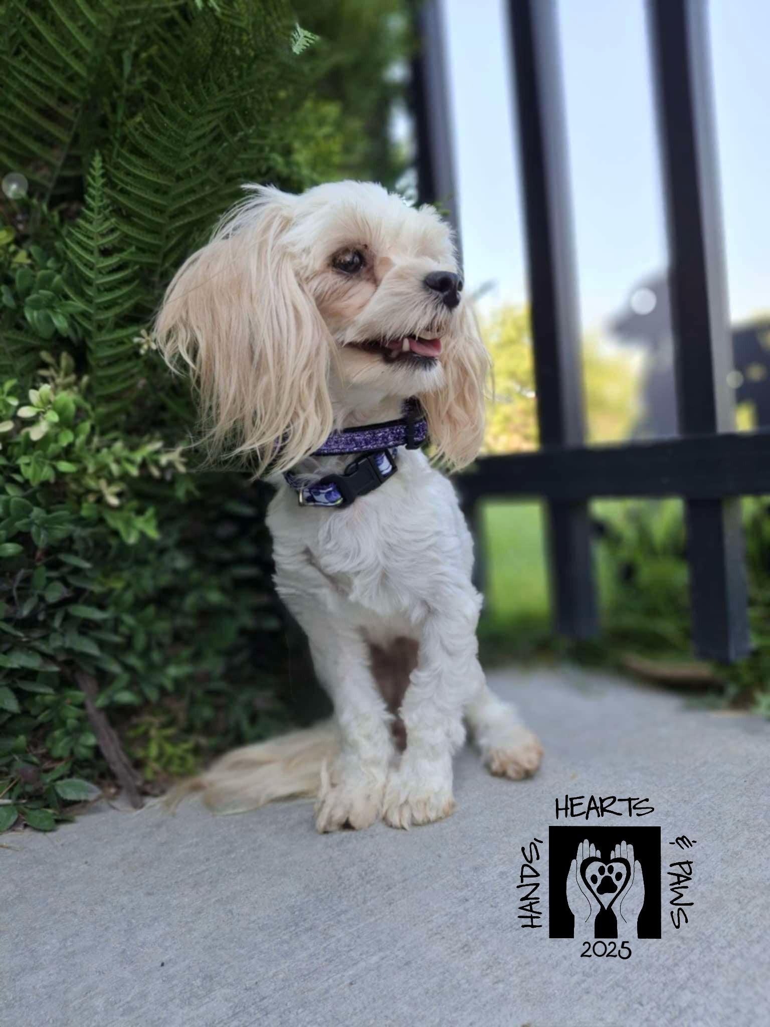 Avorio, Adoptable, Adult Female Maltese & Poodle.