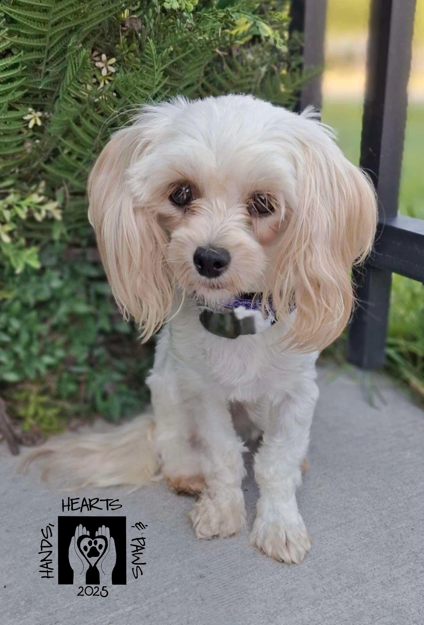 Enlarge Avorio, a Adoptable mixed breed in Omaha, NE image 2/6