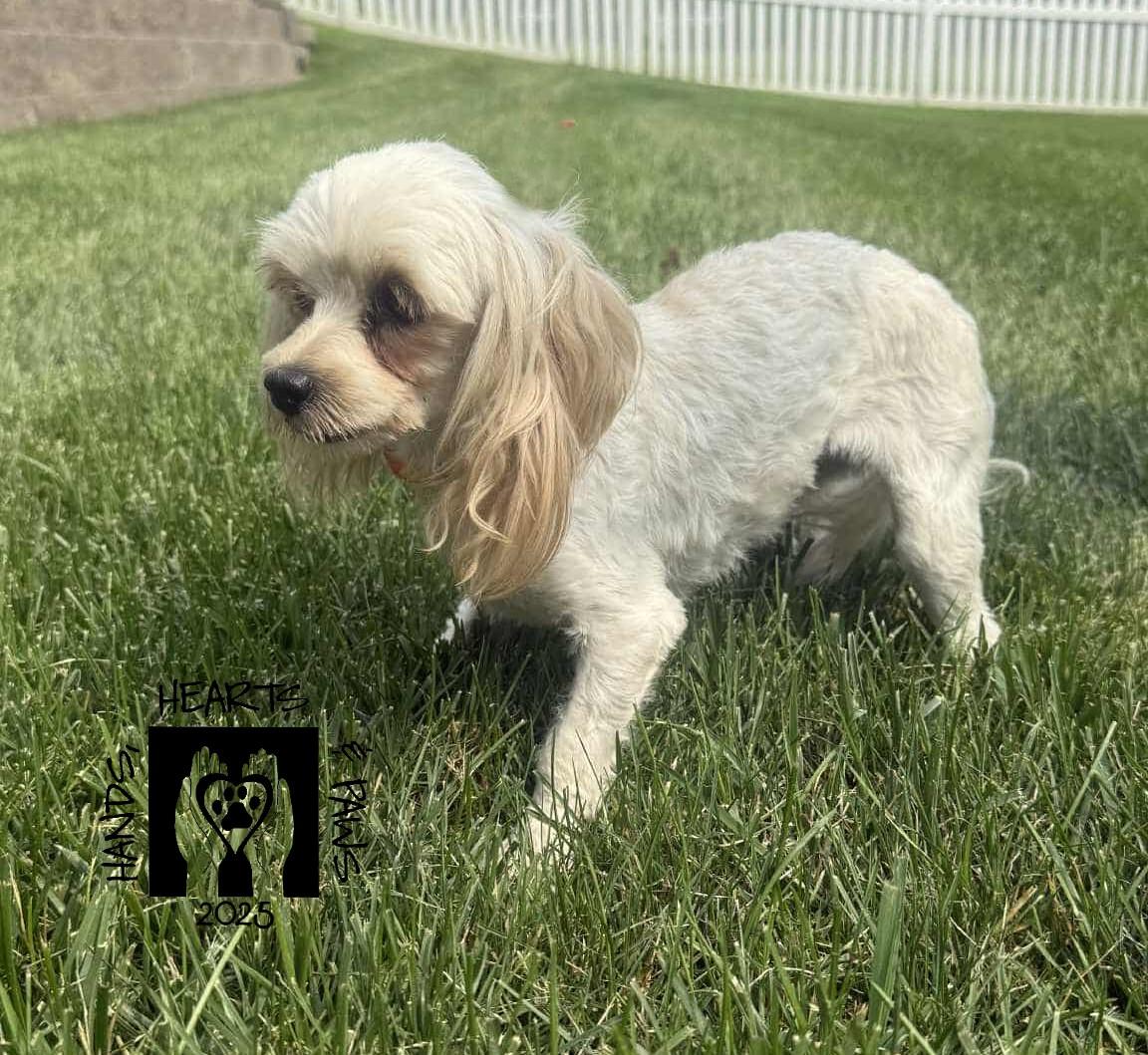 Enlarge Avorio, a Adoptable mixed breed in Omaha, NE image 5/6