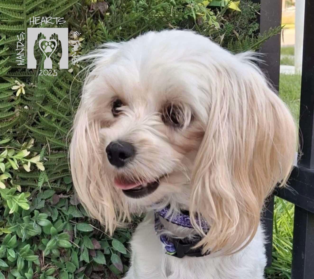 Enlarge Avorio, a Adoptable mixed breed in Omaha, NE image 3/6