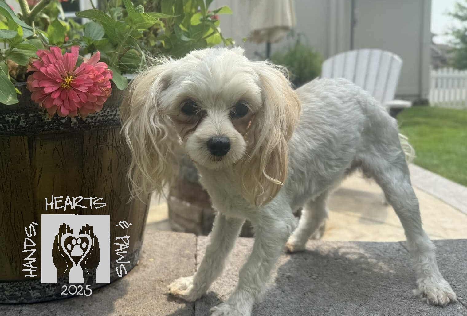 Enlarge Avorio, a Adoptable mixed breed in Omaha, NE image 6/6