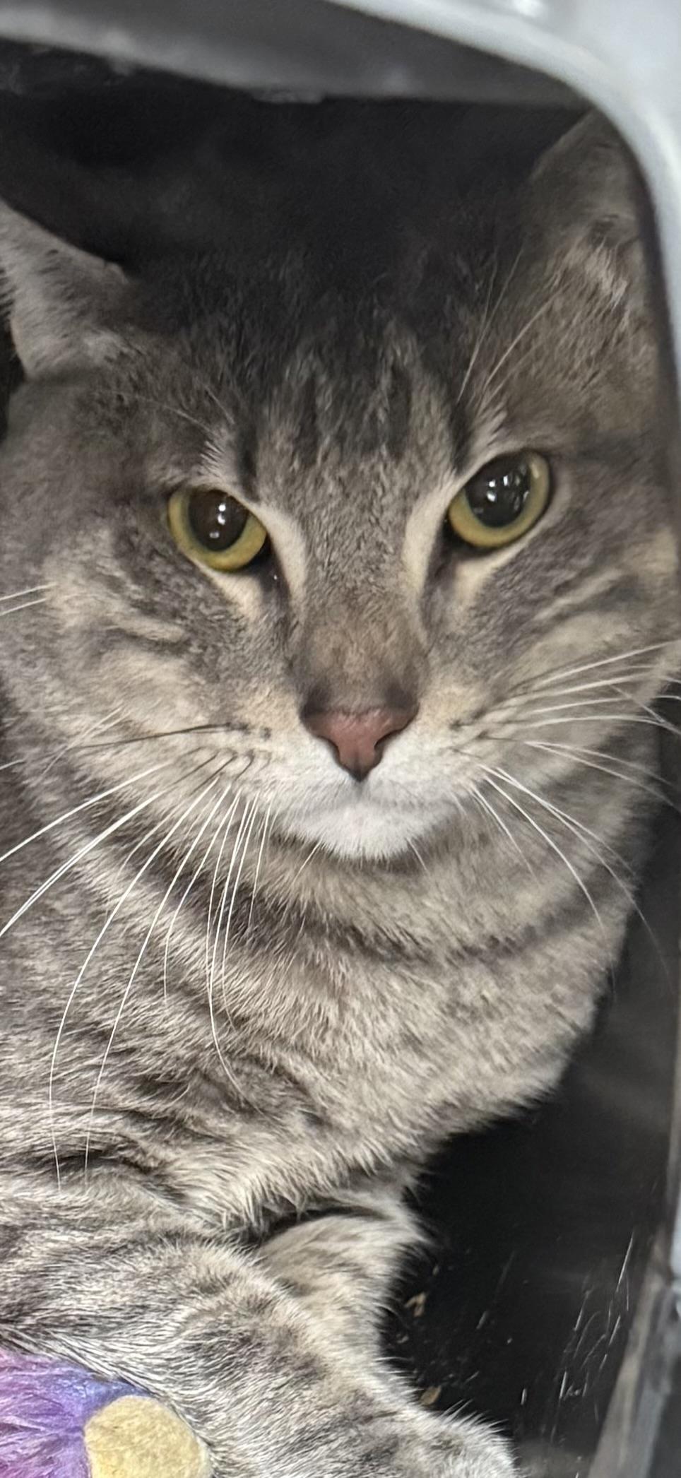 Greyson, Adoptable, Adult Male Domestic Short Hair.