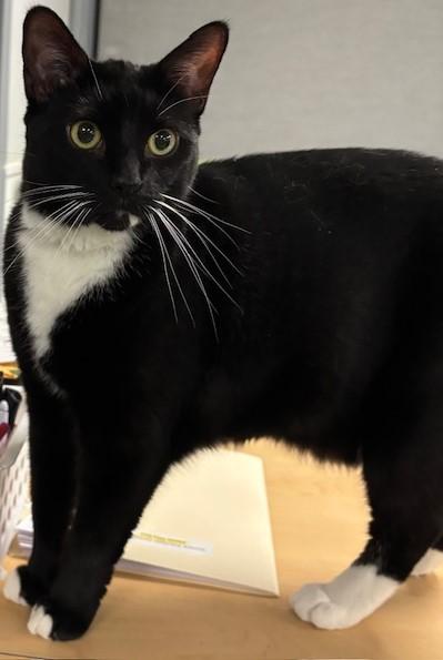 Chao, Adopted, Adult Female Domestic Short Hair.