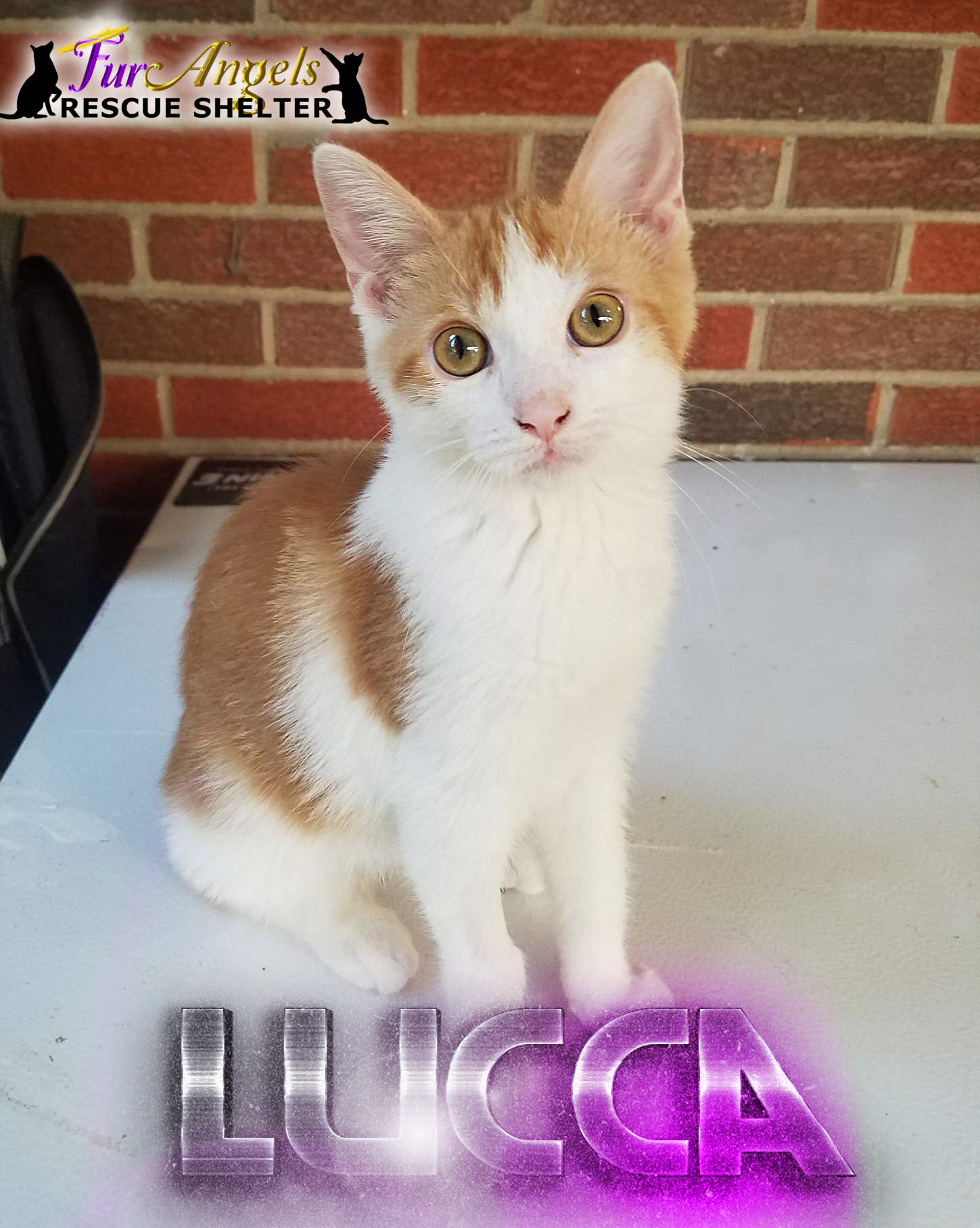 Lucca, a Adoptable Domestic Short Hair in Toledo, OH image 1/2