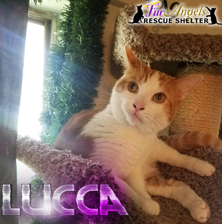 Lucca, a Adoptable Domestic Short Hair in Toledo, OH image 2/2