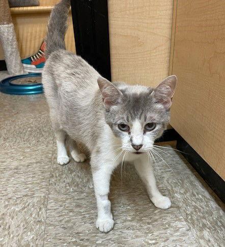 Petunia, a Adoptable mixed breed in Wheaton, IL image 1/2