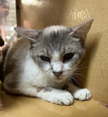 Petunia, a Adoptable mixed breed in Wheaton, IL image 2/2