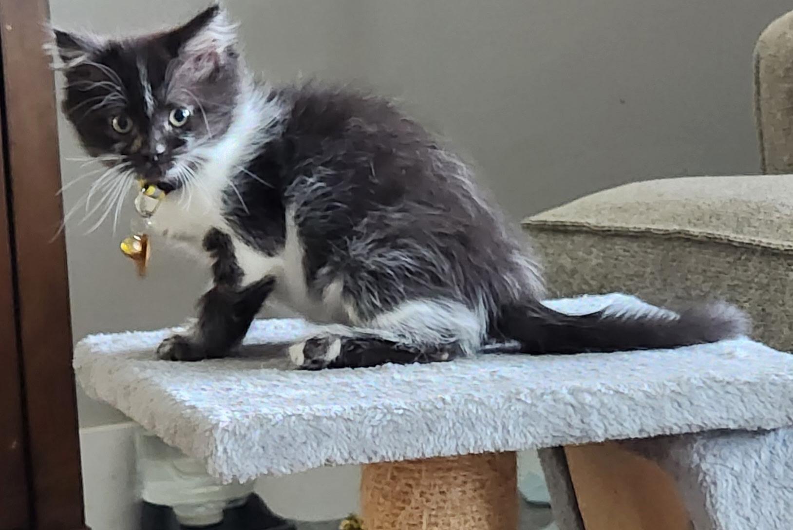 Enlarge Pepperoni, an adopted Domestic Short Hair in Pasco, WA image 3/3