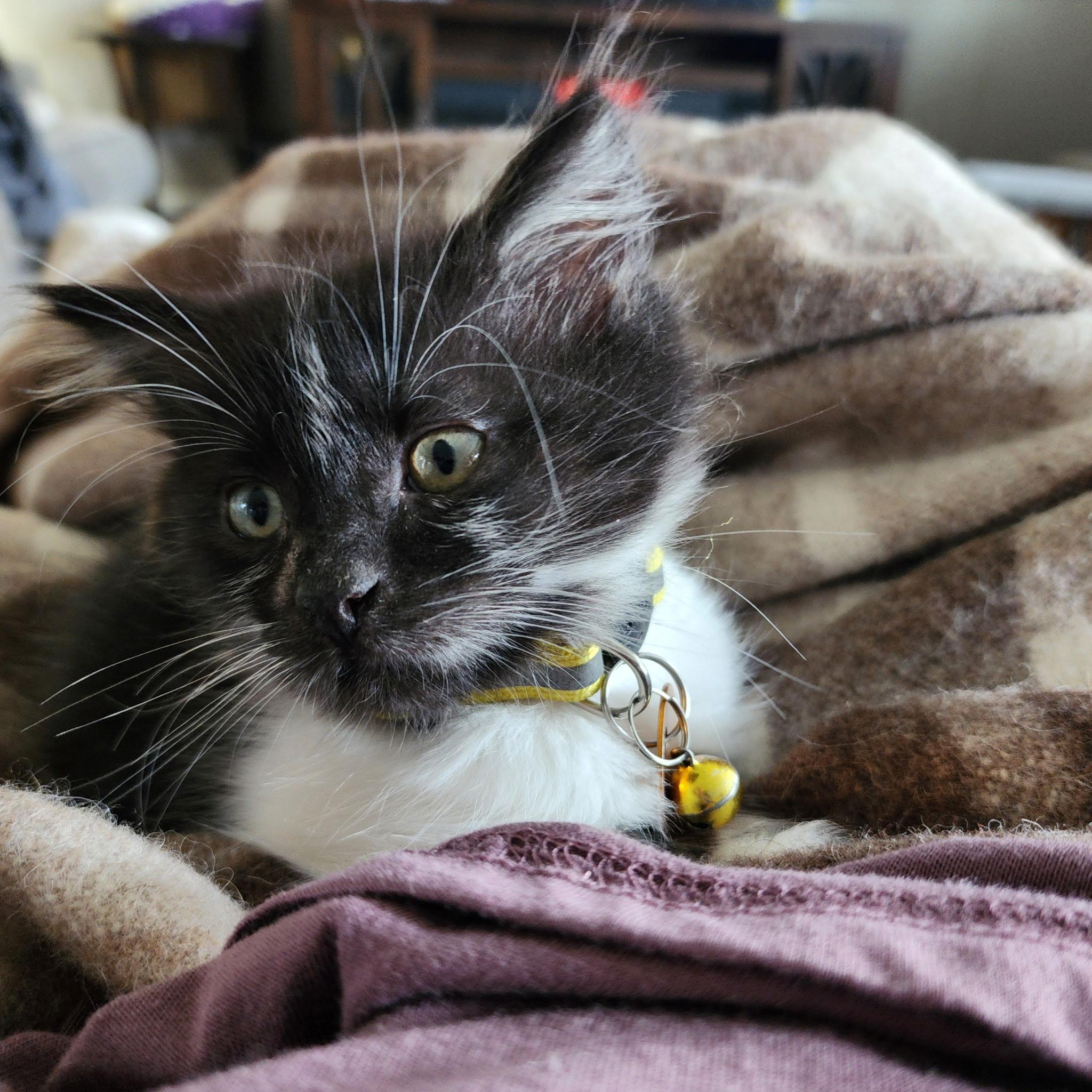 Enlarge Pepperoni, an adopted Domestic Short Hair in Pasco, WA image 2/3