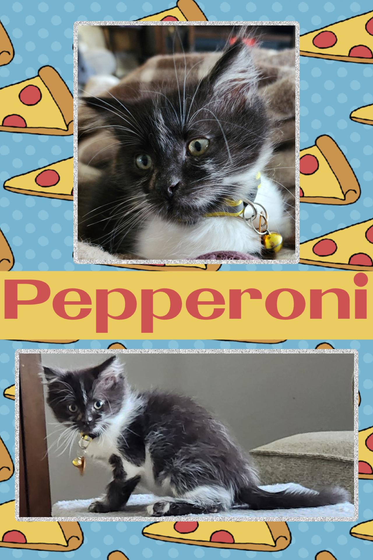 Enlarge Pepperoni, an adopted Domestic Short Hair in Pasco, WA image 1/3