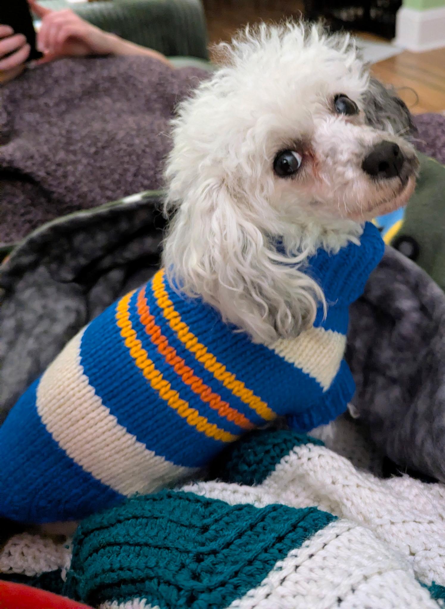 Madison, a Adoptable Miniature Poodle in Norfolk, VA image 3/4