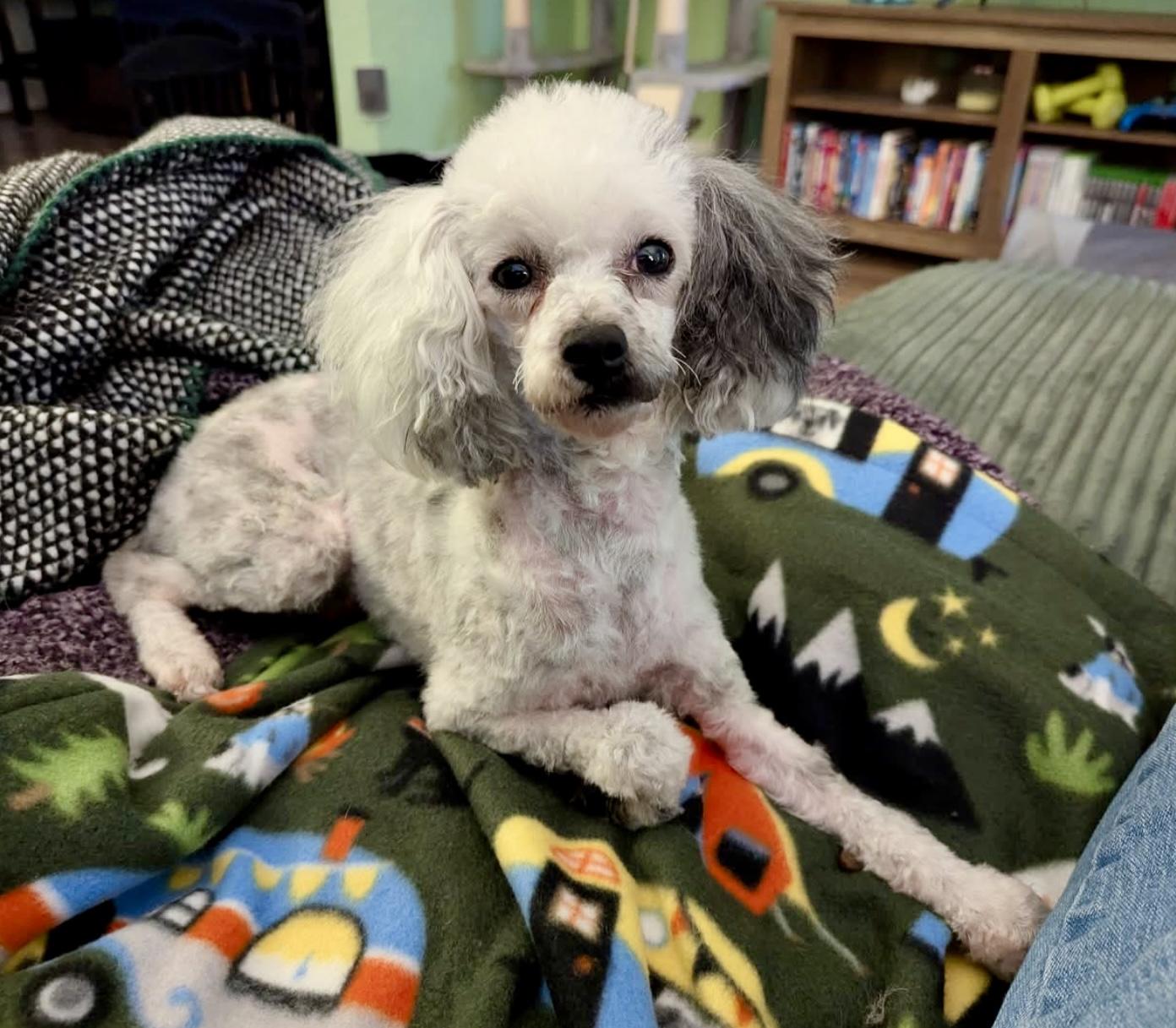 Madison, a Adoptable Miniature Poodle in Norfolk, VA image 1/4