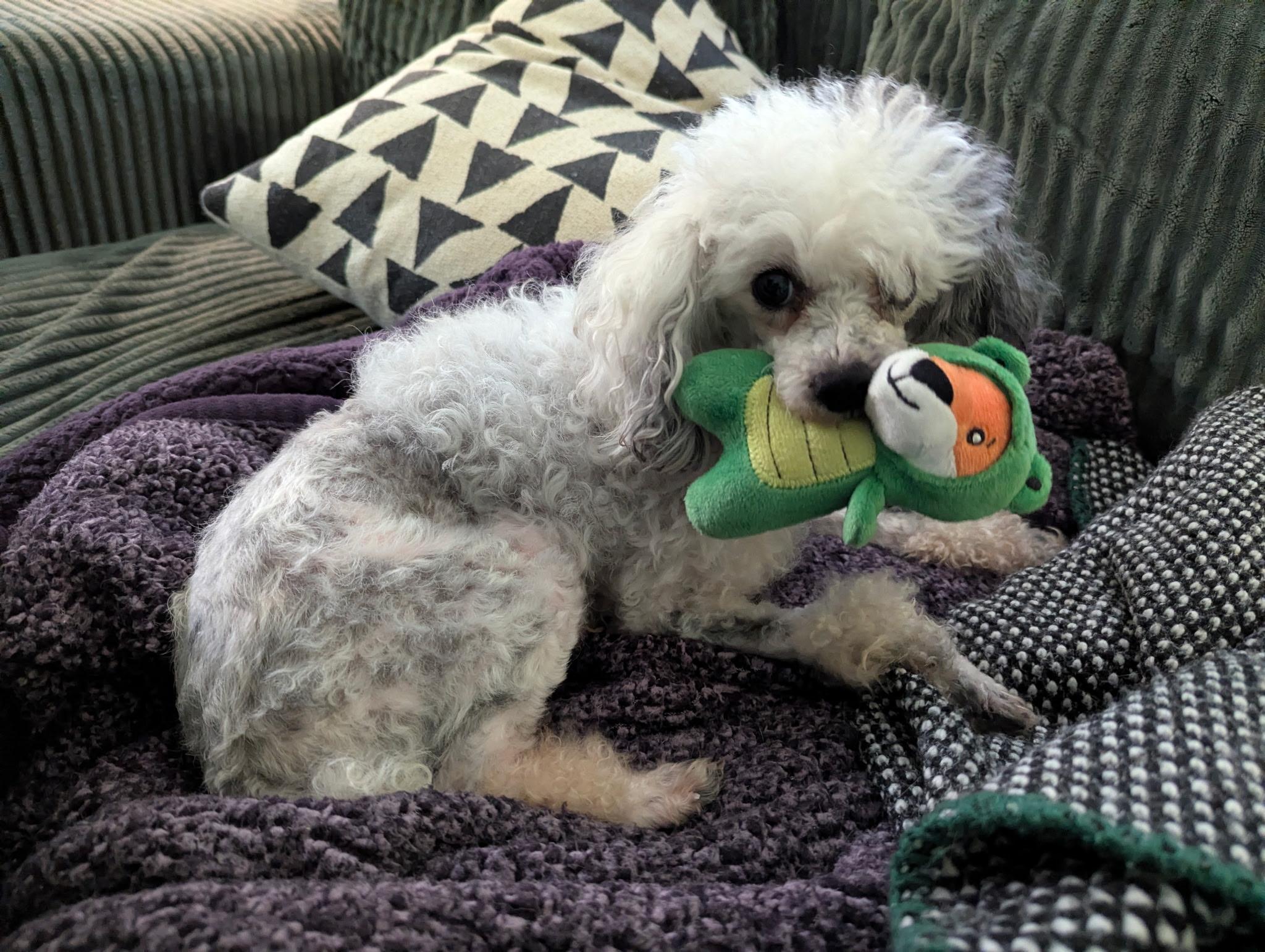 Madison, a Adoptable Miniature Poodle in Norfolk, VA image 2/4