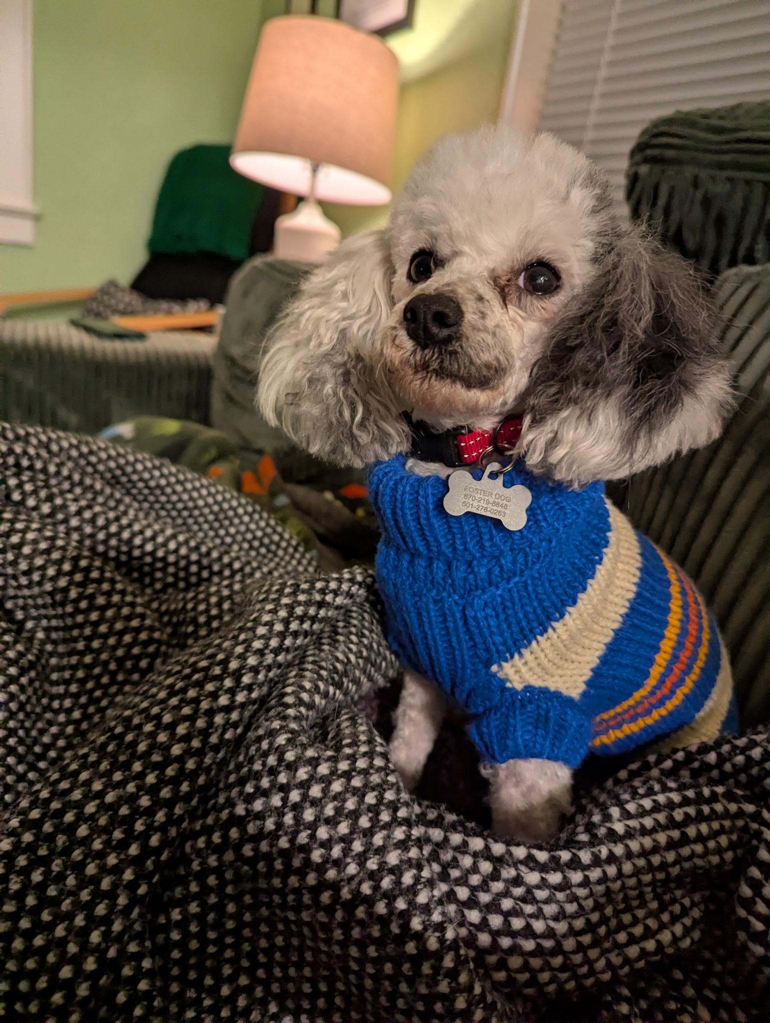 Madison, a Adoptable Miniature Poodle in Norfolk, VA image 4/4