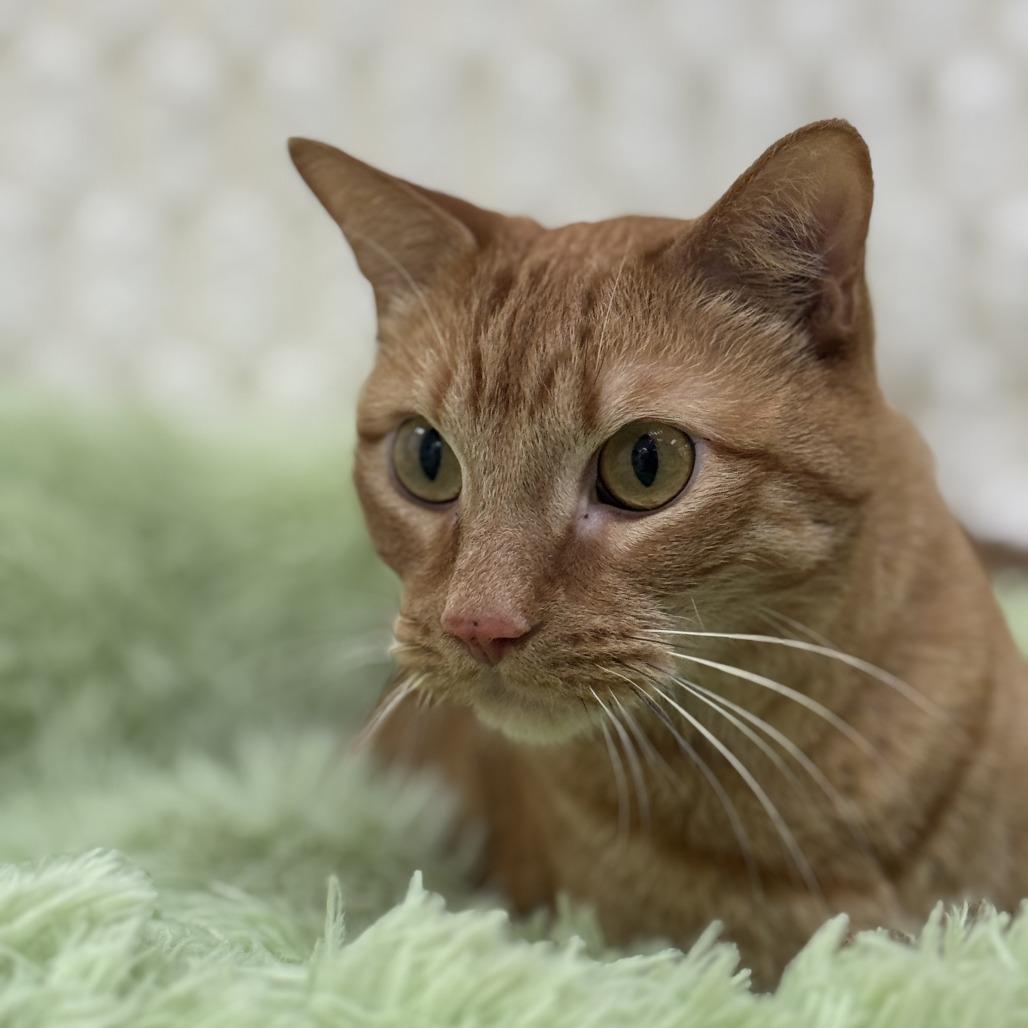 Franklin — thumbnail 3