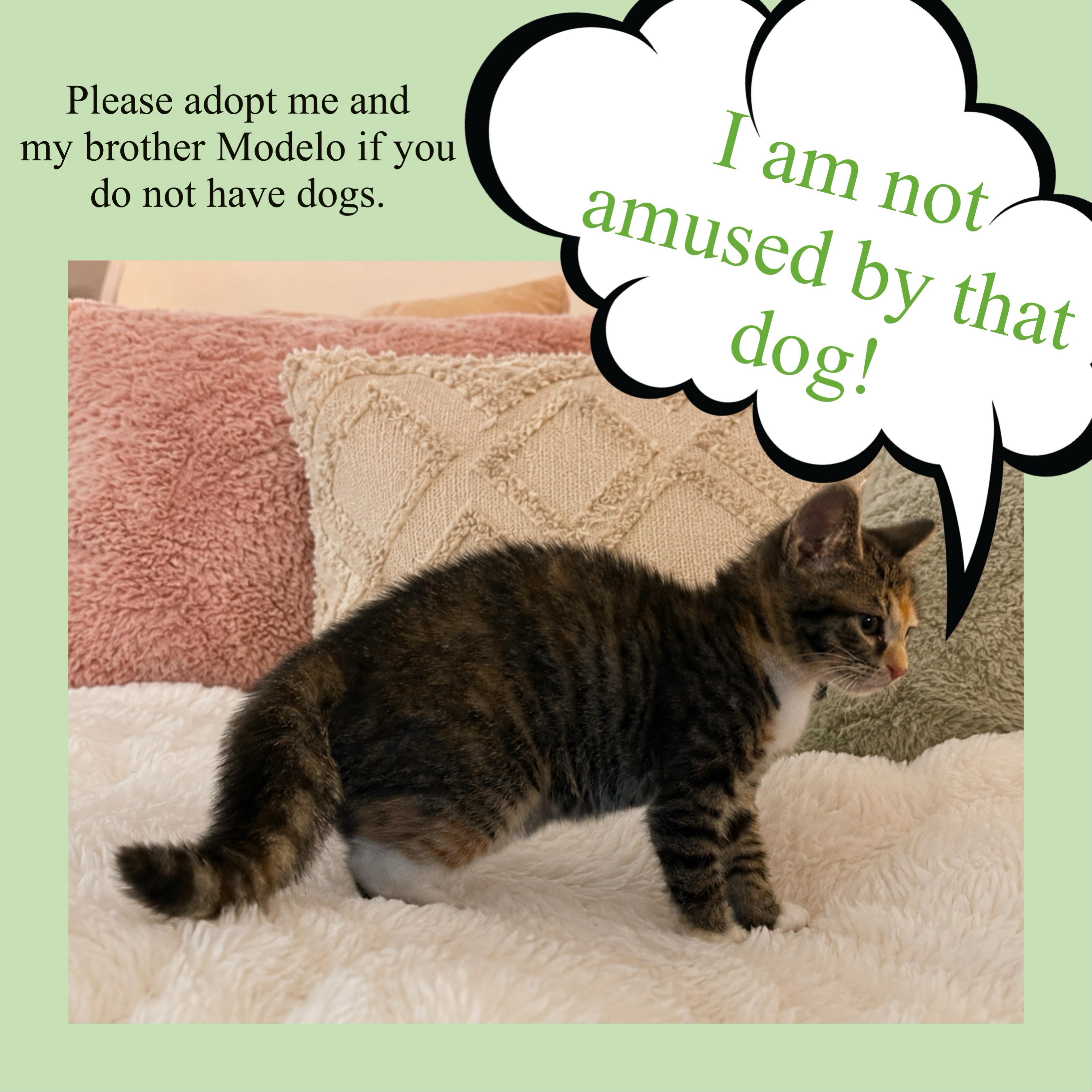 Modelo & Jalapena, Adoptable, Kitten Female Domestic Short Hair.