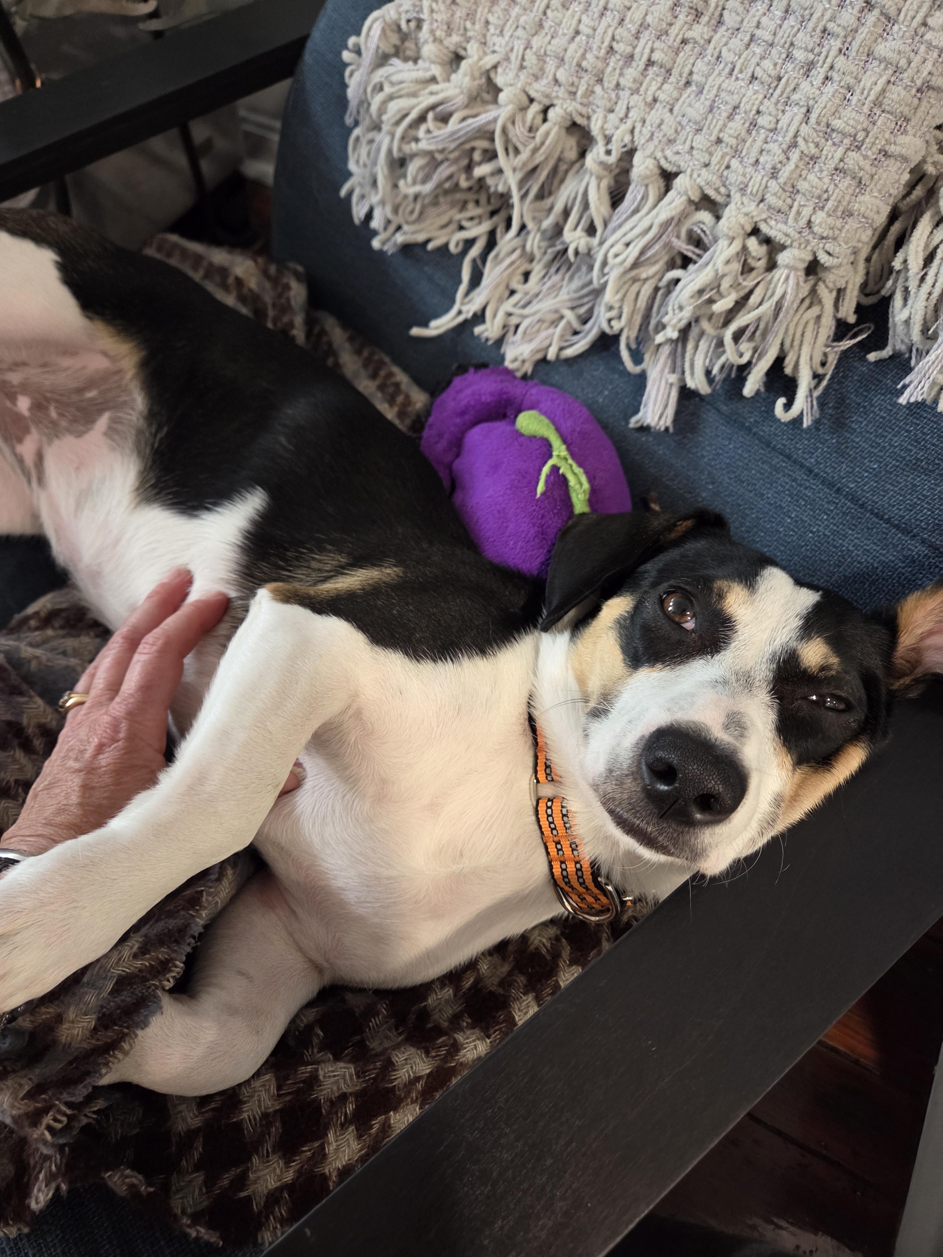 Bella, Adopted, Young Female Jack Russell Terrier.