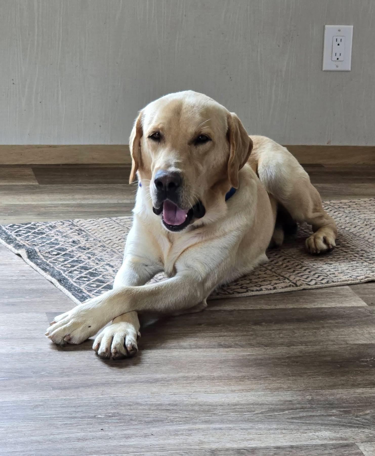 Enlarge Gus, an adoptable mixed breed in Elkton, MD image 6/6
