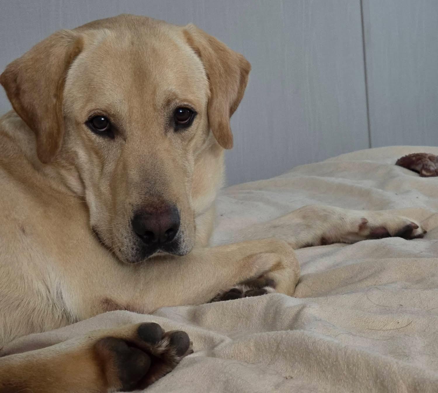 Enlarge Gus, an adoptable mixed breed in Elkton, MD image 3/6