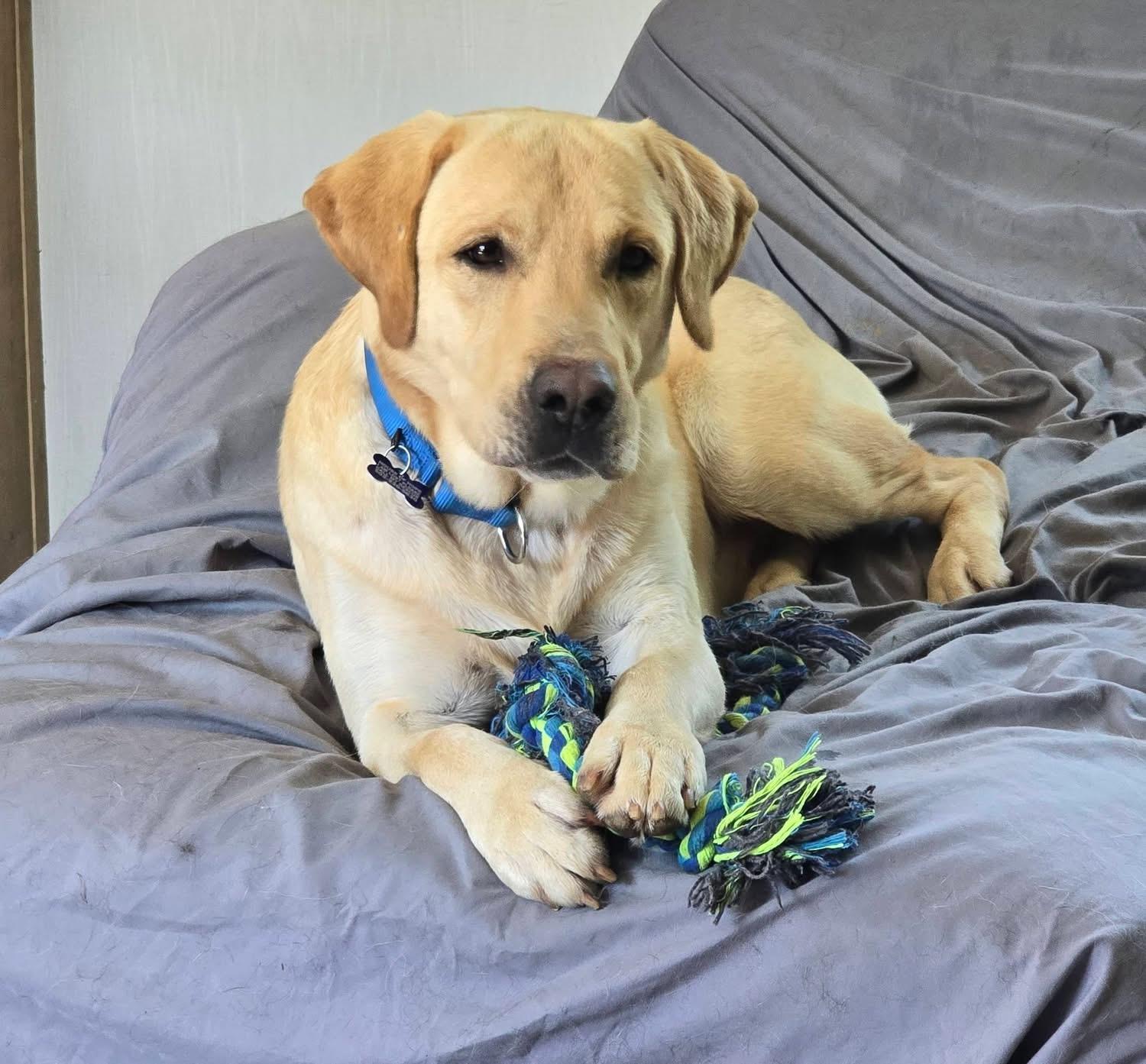 Enlarge Gus, an adoptable mixed breed in Elkton, MD image 2/6