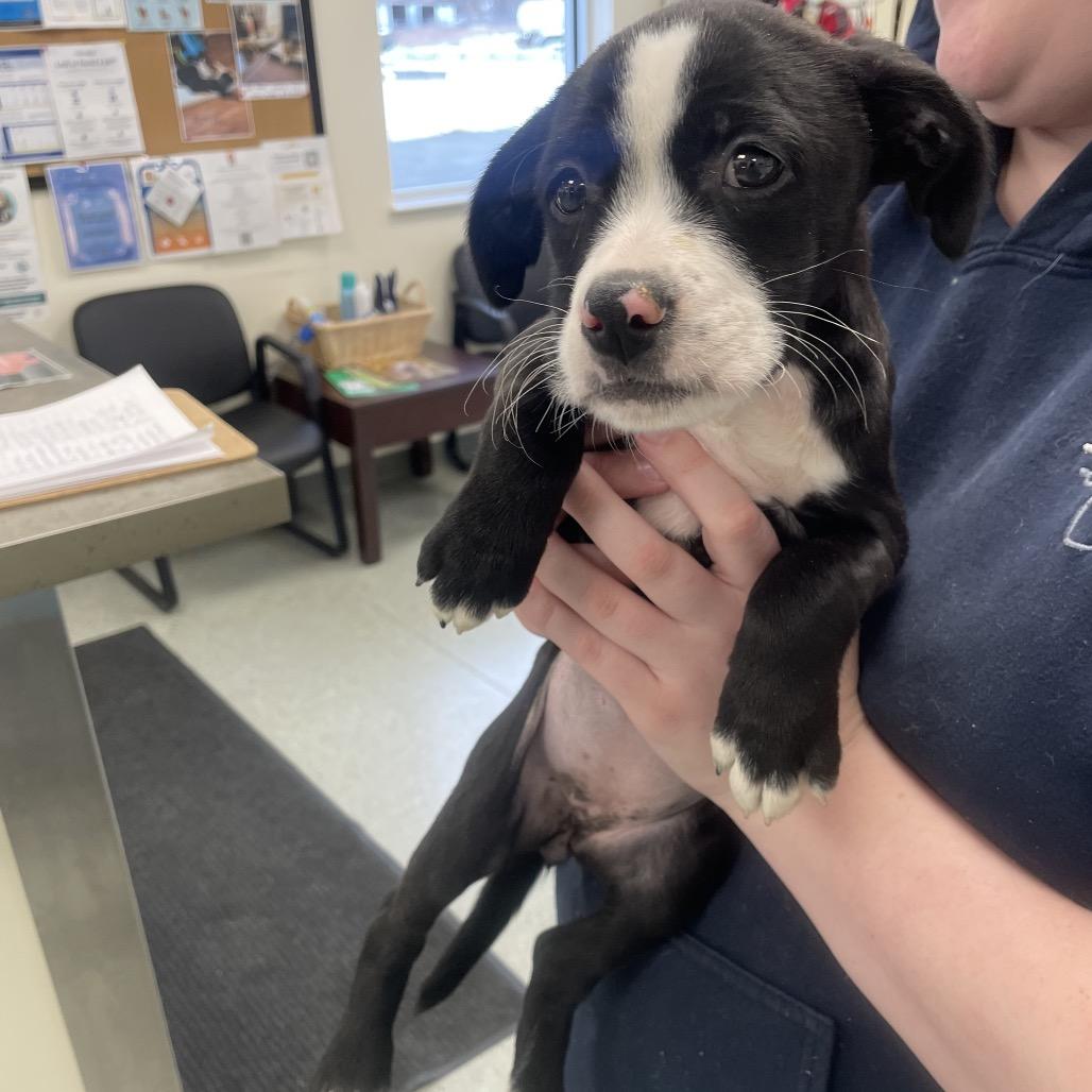 Enlarge Baloo, a Adoptable mixed breed in Galax, VA image 1/1