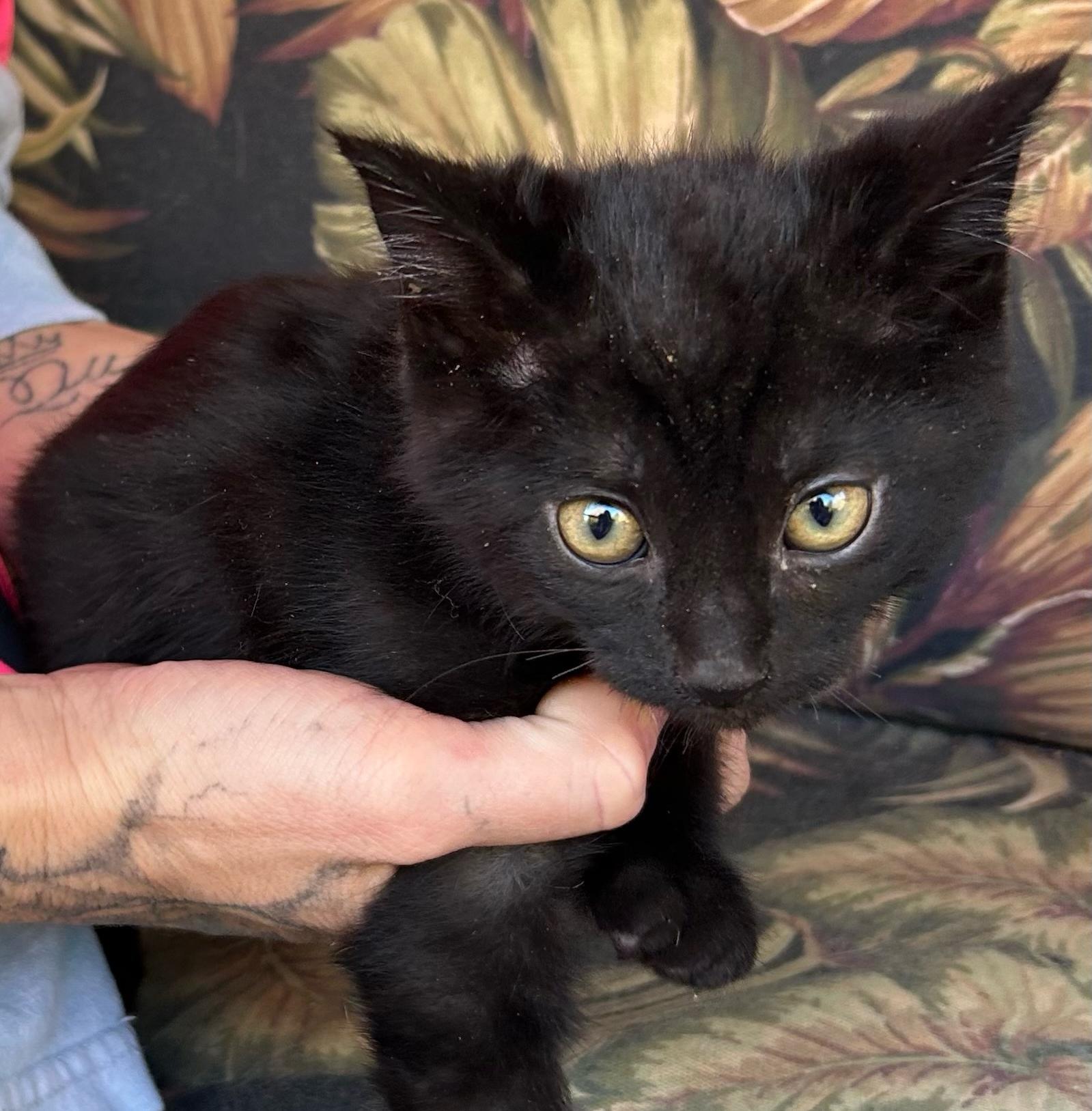 Freddy, Adoptable, Kitten Male American Shorthair.