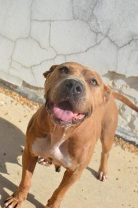 Aurora, Adoptable, Adult Female Pit Bull Terrier & Mixed Breed.