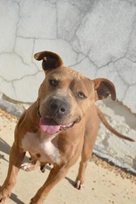 Enlarge Aurora, a Adoptable mixed breed in New Orleans, LA image 2/3